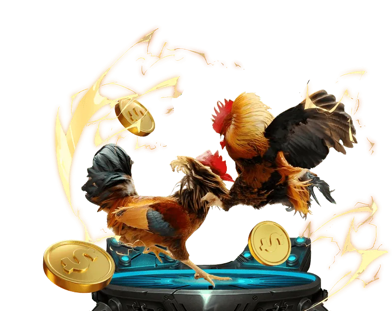 Đa dạng các trận đấu đá gà trực tiếp